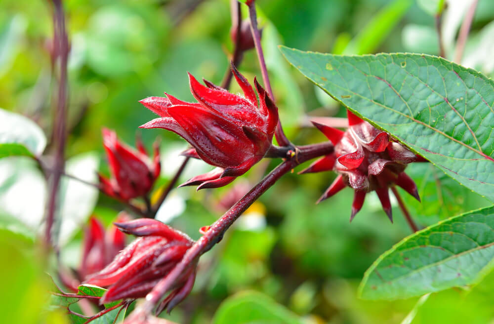 flor de Jamaica cerrada 