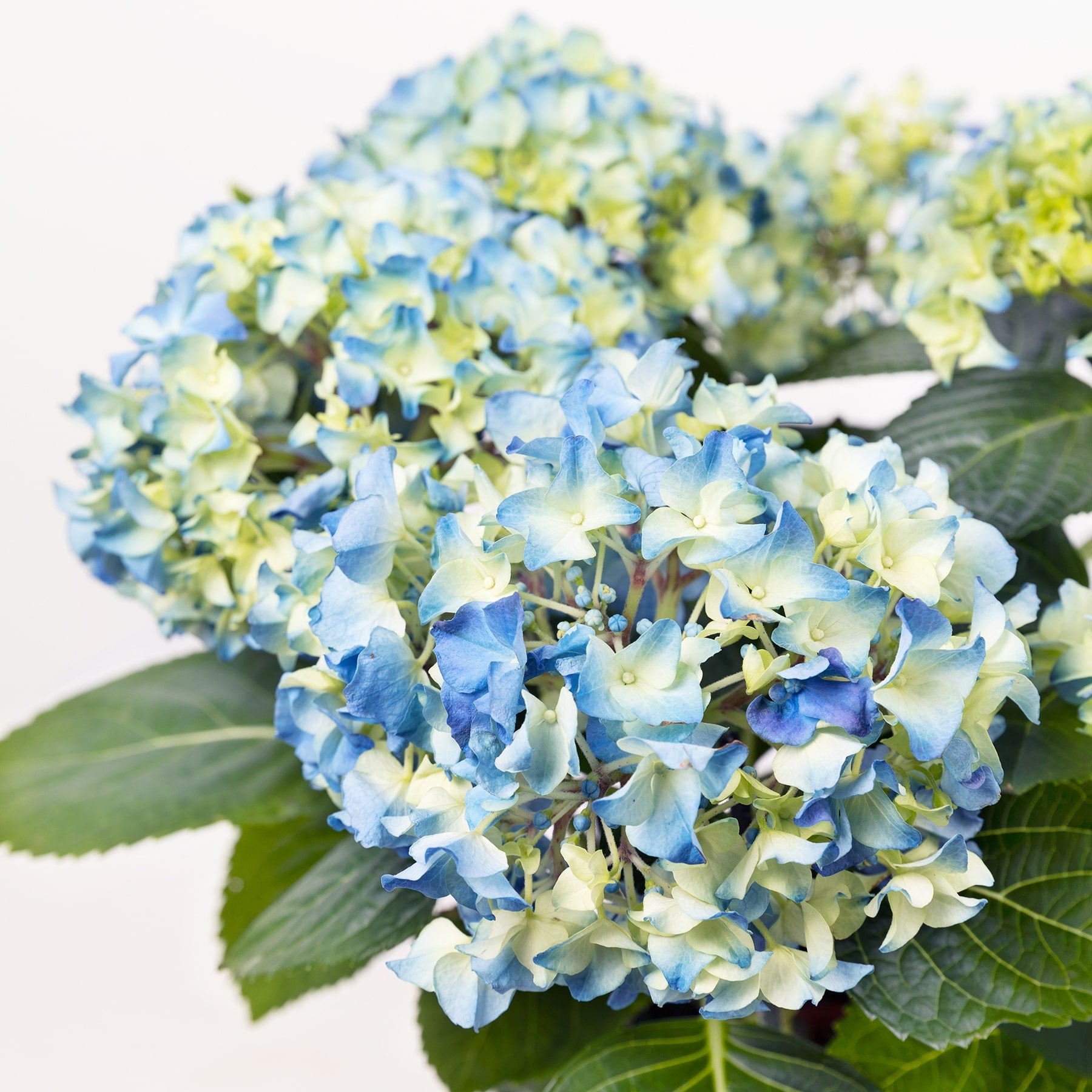 reproducir hortensias por esquejes