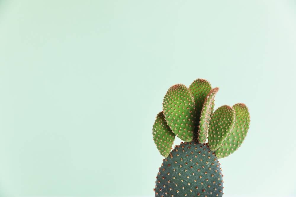 cómo cuidar las plantas detalle