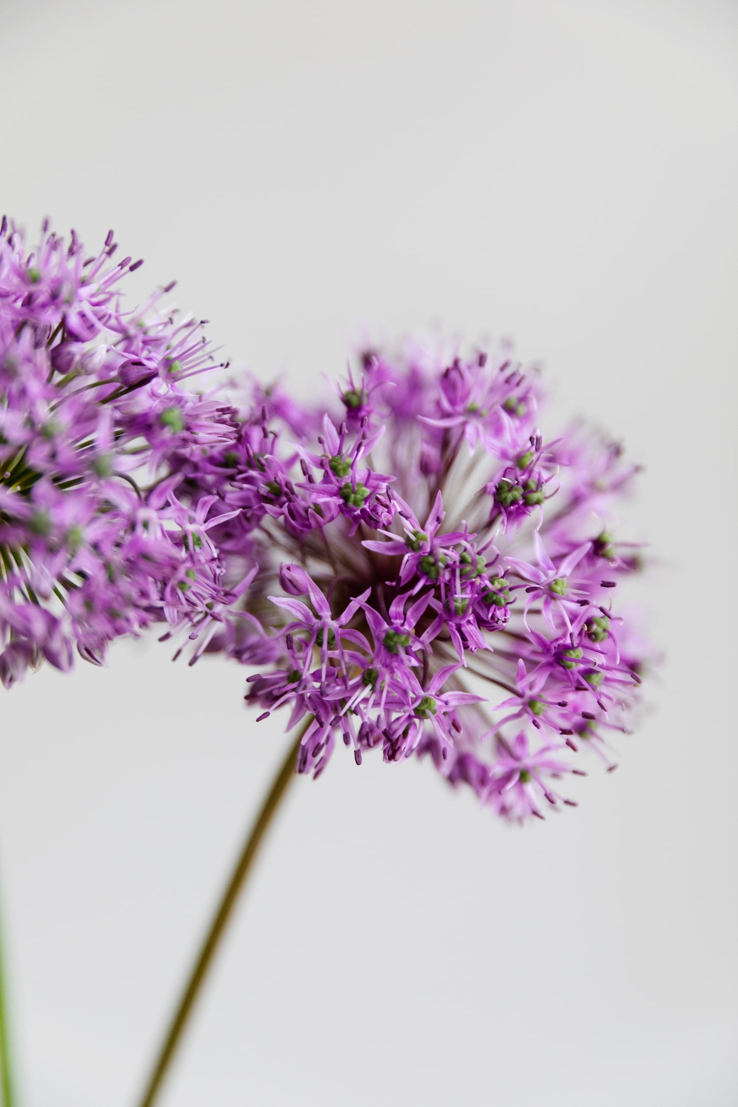 allium flor