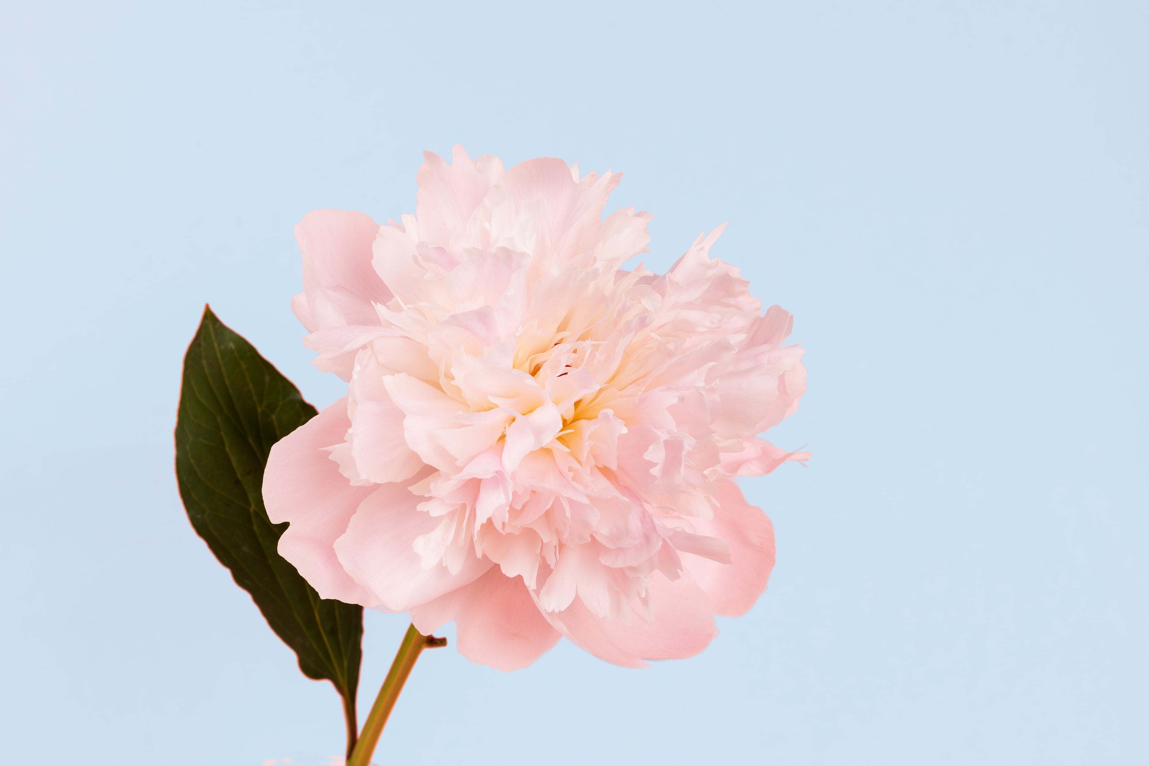 Test para saber qué flores eres, según tu personalidad