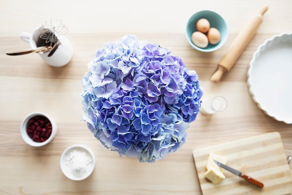 hortensias azules flores