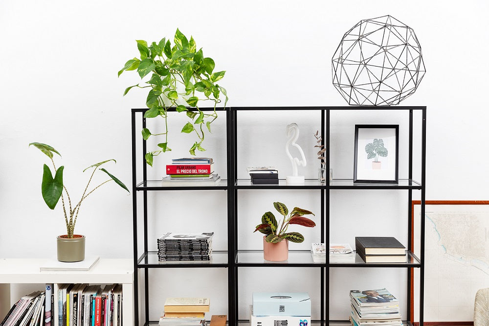 trabajar con plantas