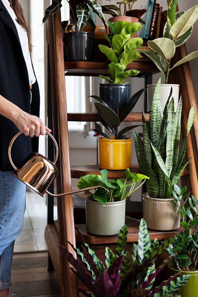 Cuidado de las plantas perfectos