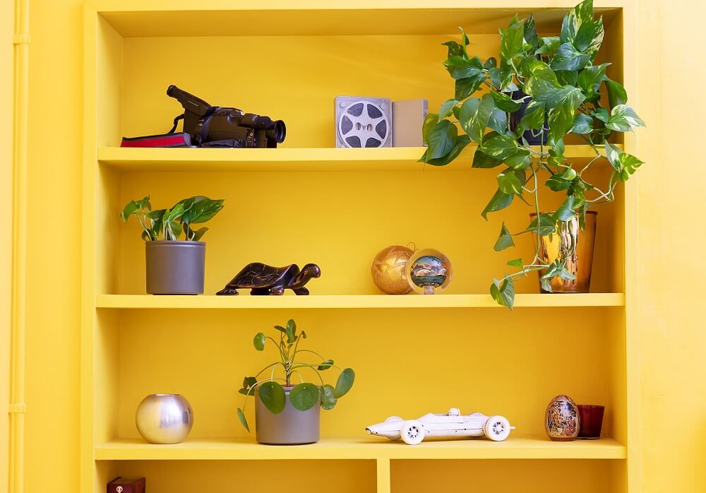 plantas en casa en estantería