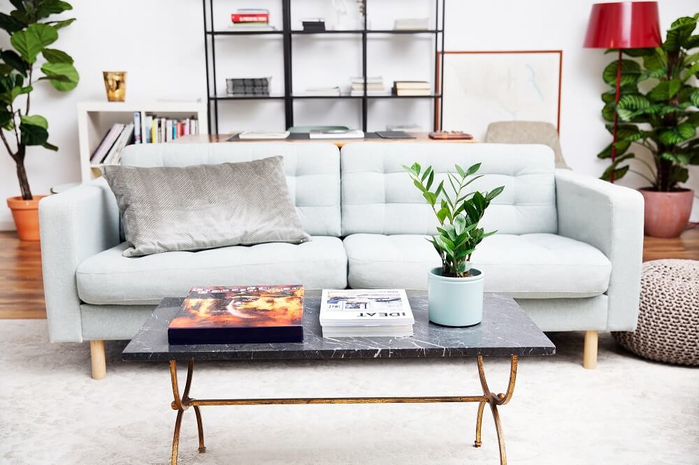 Cuidados plantas basicos