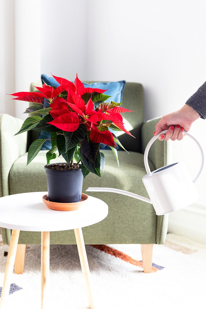 tipos de riego - en el plato