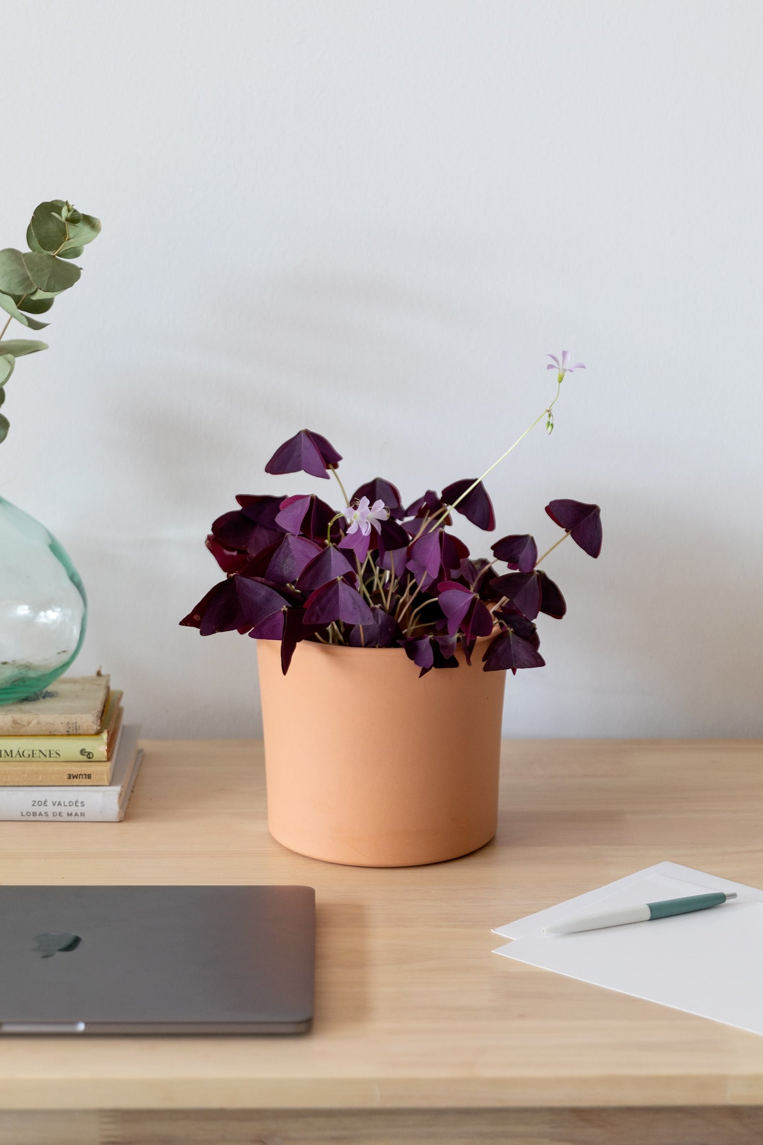 planta-mariposa-cuidados