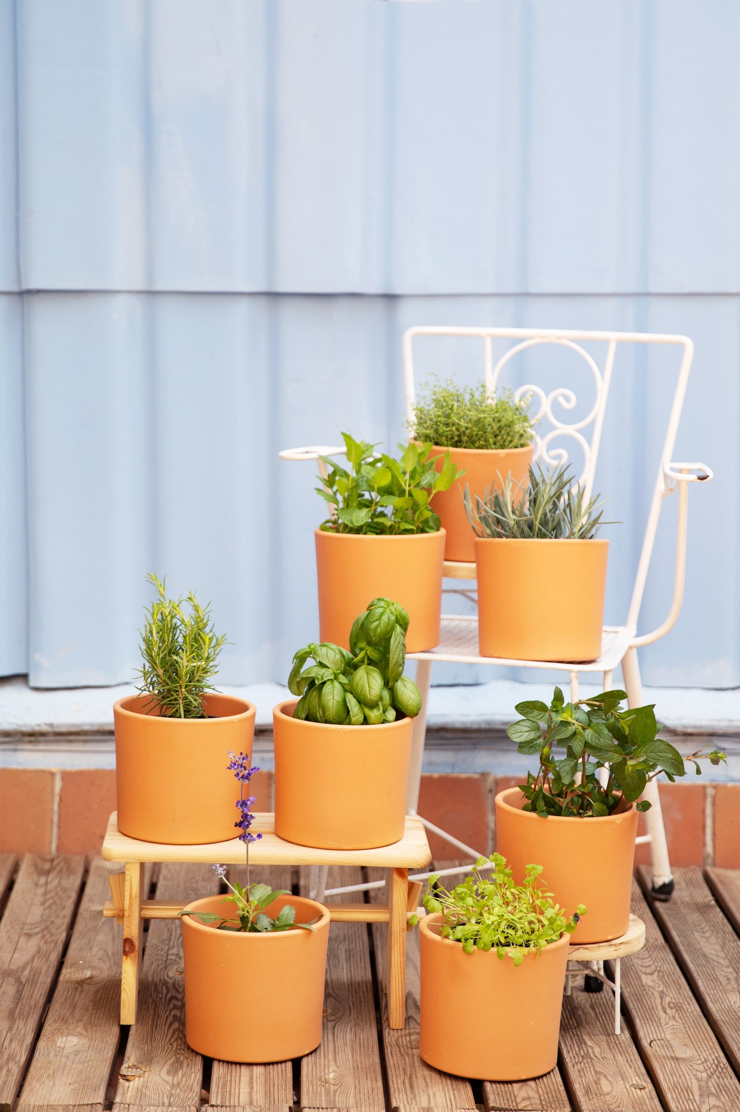 plantas aromaticas de interior