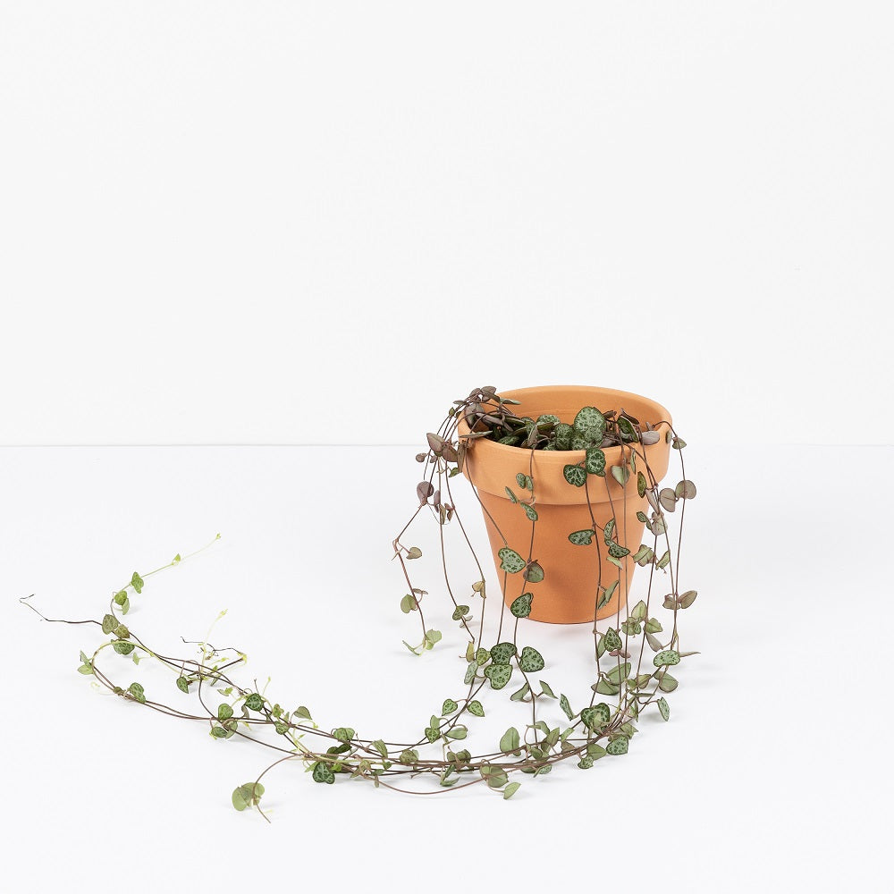 unboxing planta ceropegia woodii