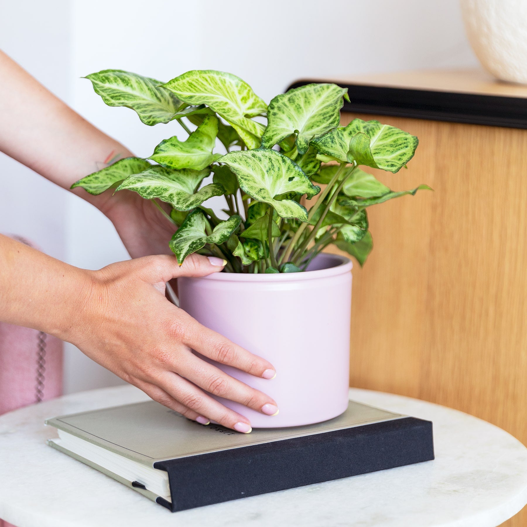 singonio hojas amarillas