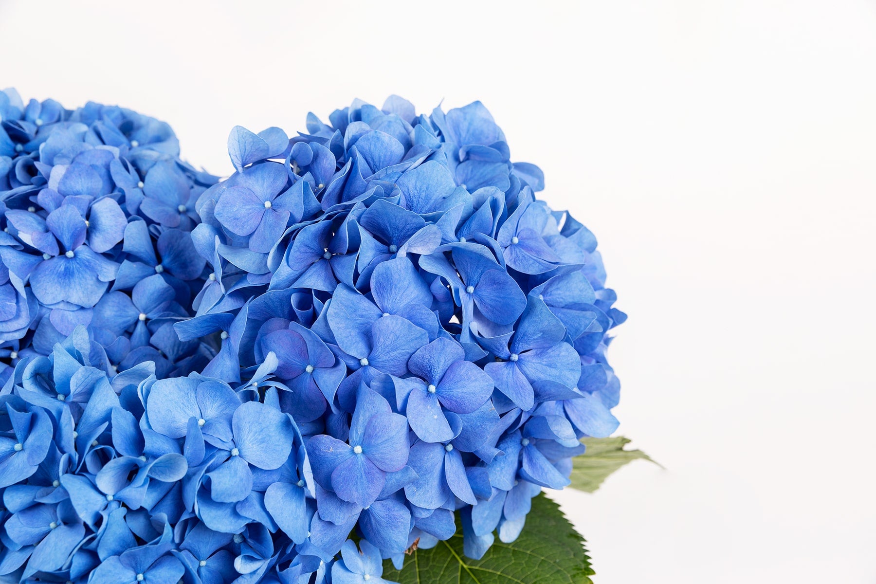 colección de hortensias