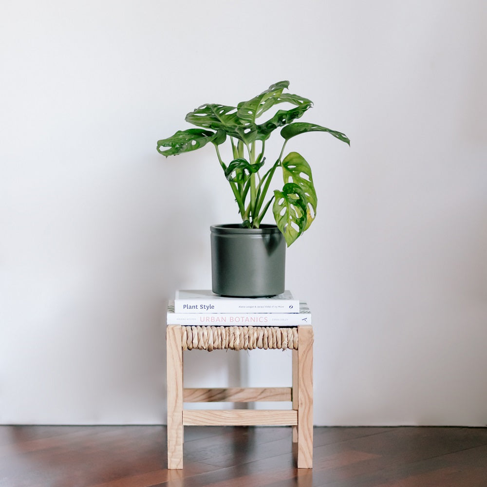 agua para regar plantas colvin