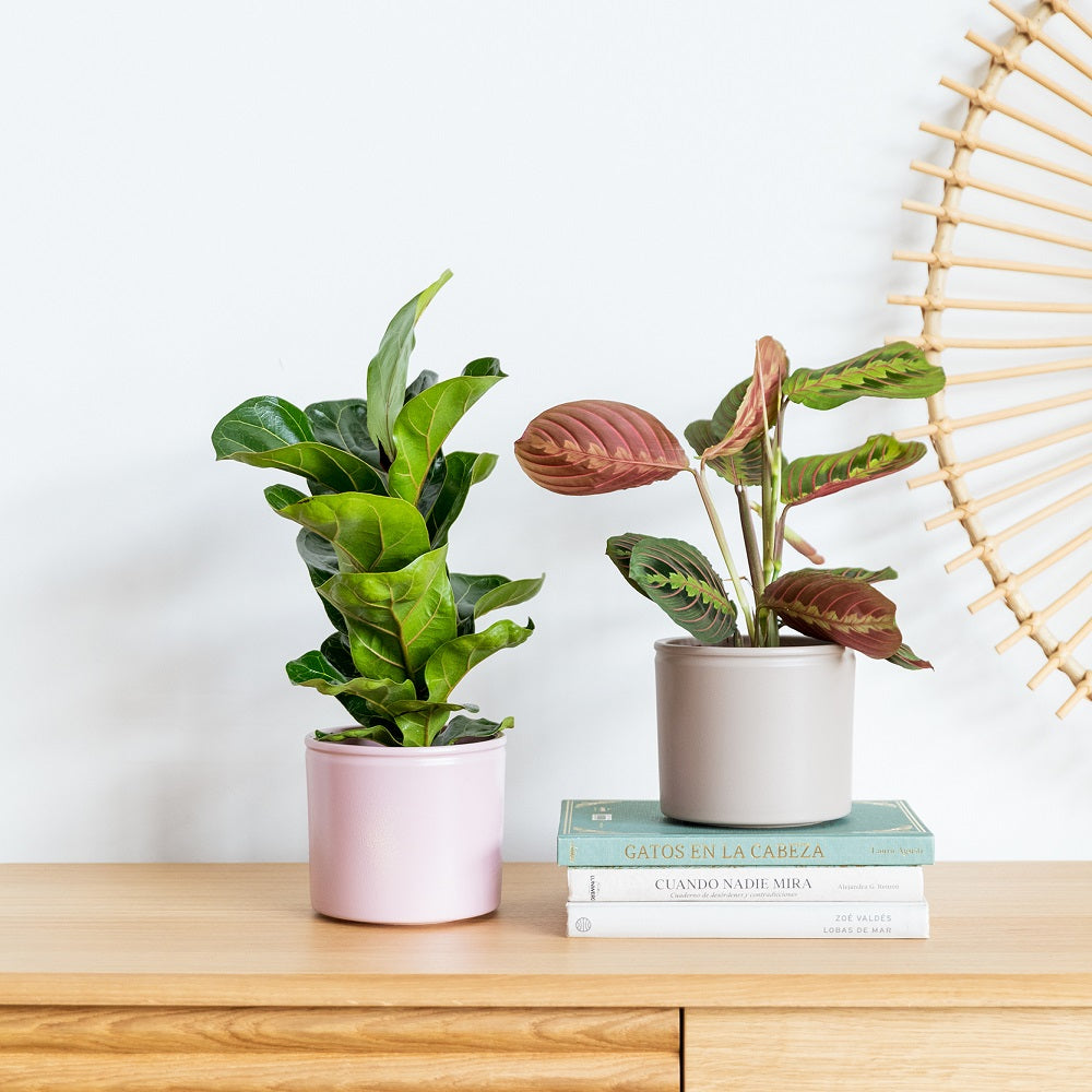 playlist para plantas