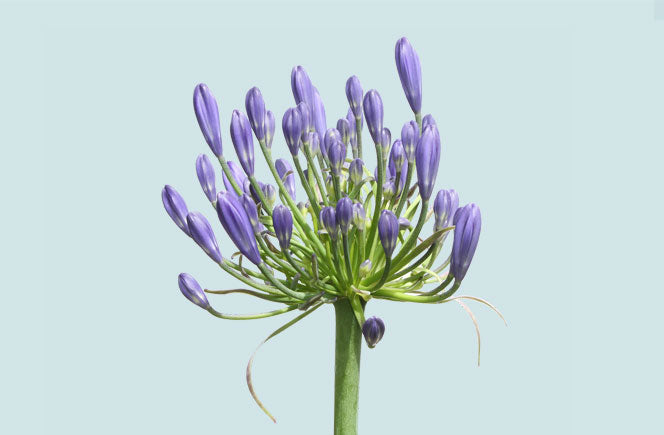 Agapanthus - Flor del Amor