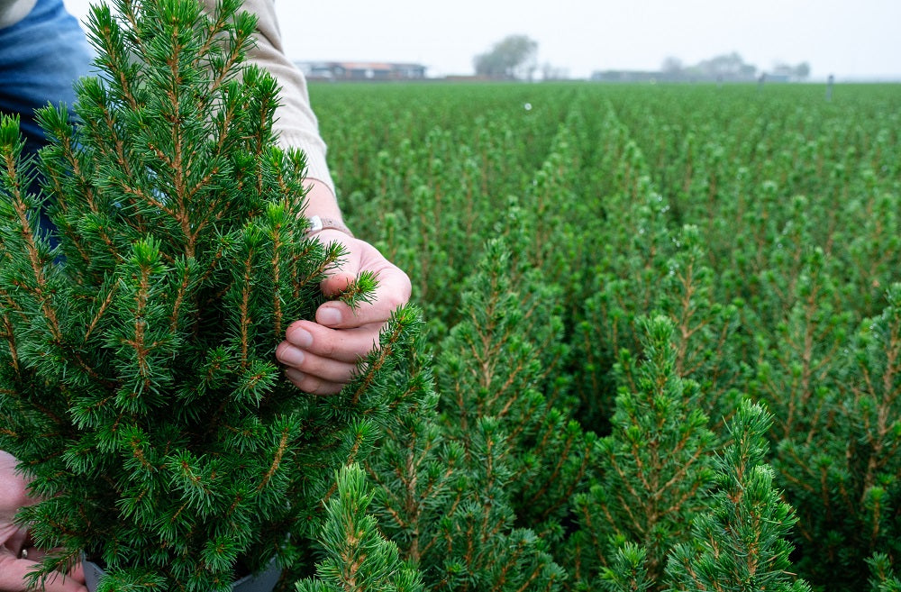 día internacional del suelo aveto