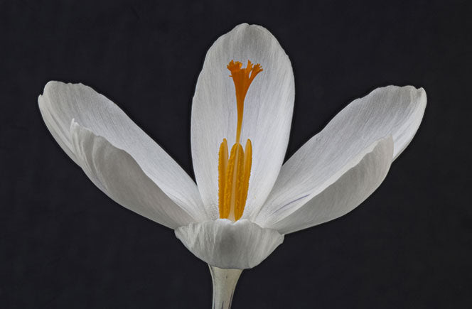 Crocus, la flor de azafrán