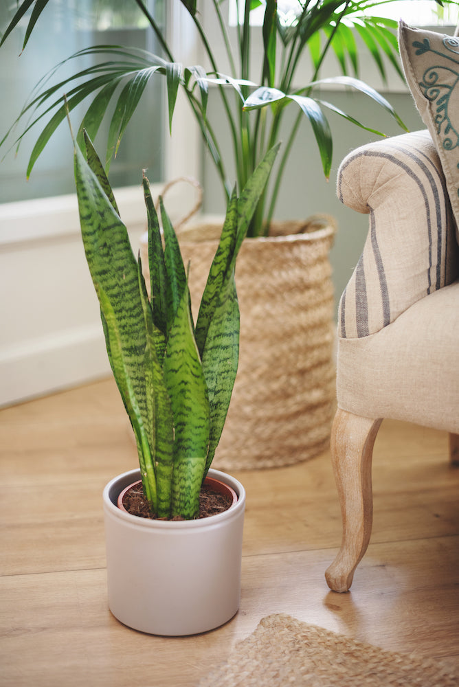 dudas sobre plantas savannah