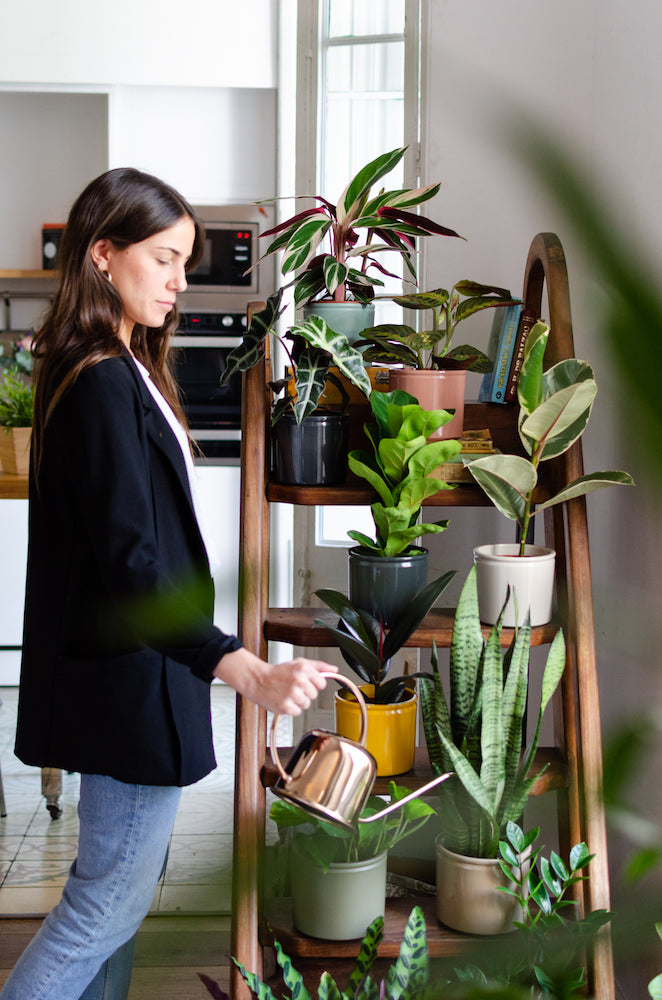 plantas de moda 2020