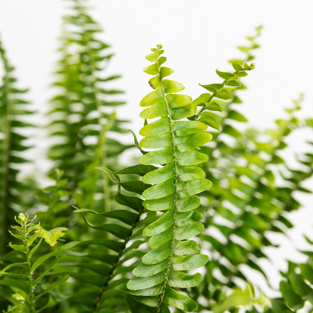 plantas para el baño perfectas
