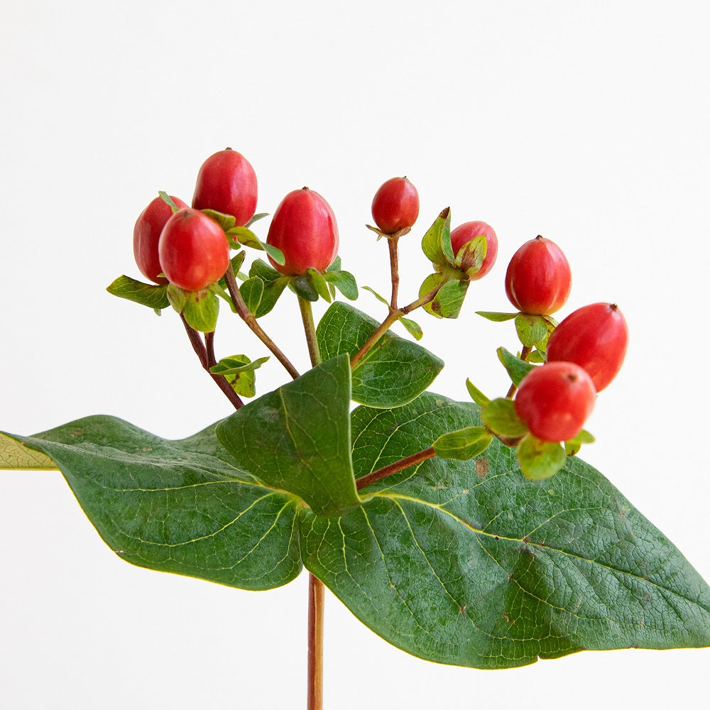 curiosidades del hipérico