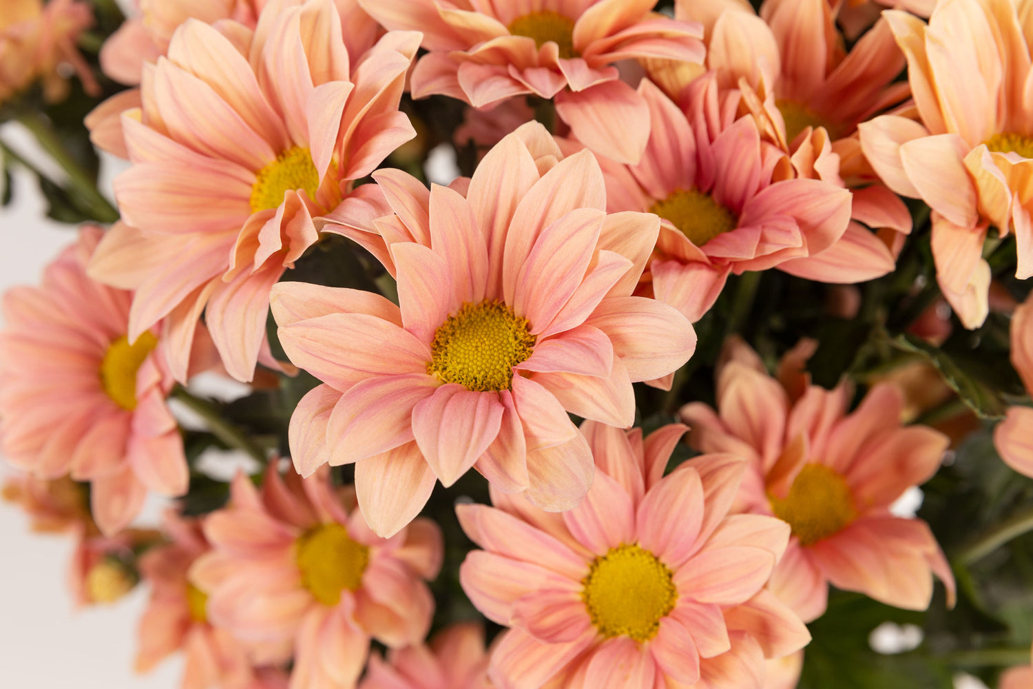 colección de verano