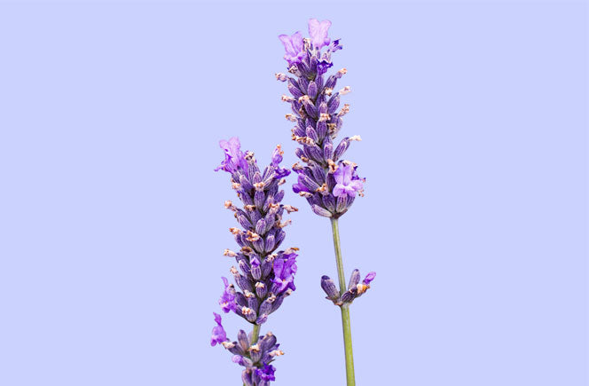 cuidados de la lavanda