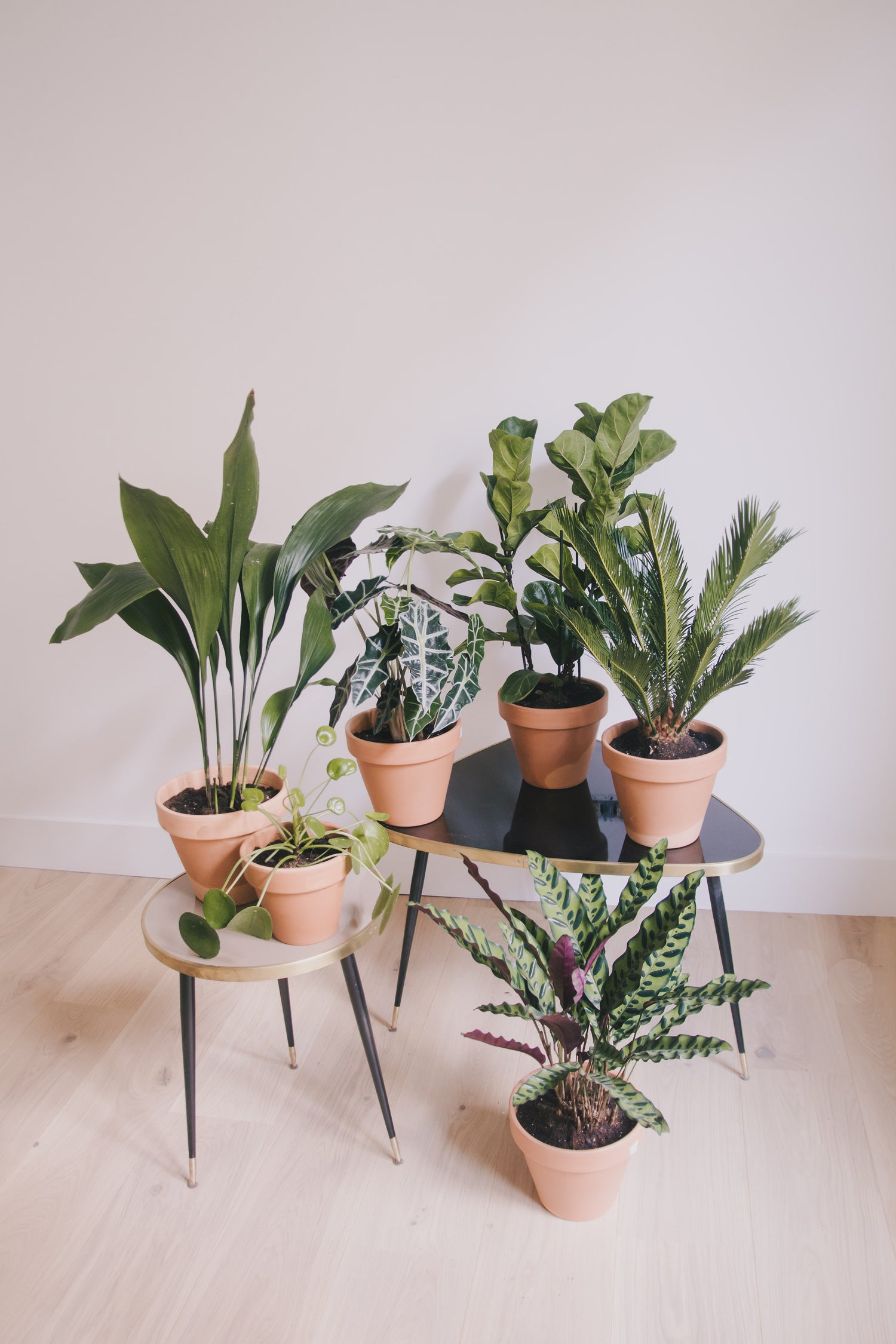 Summer plants by Colvin