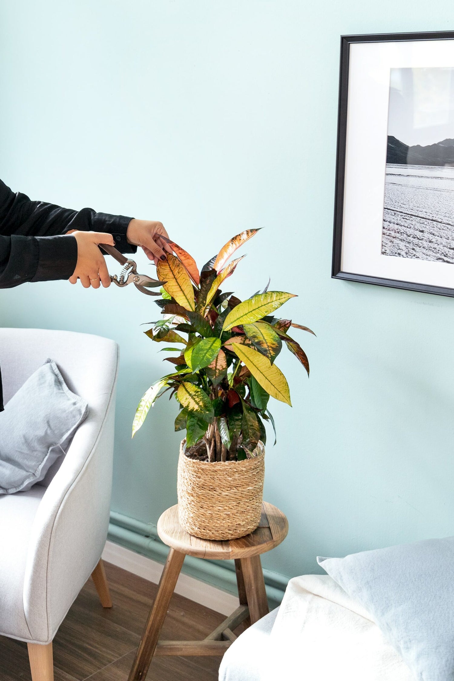 croton codiaeum variegatum