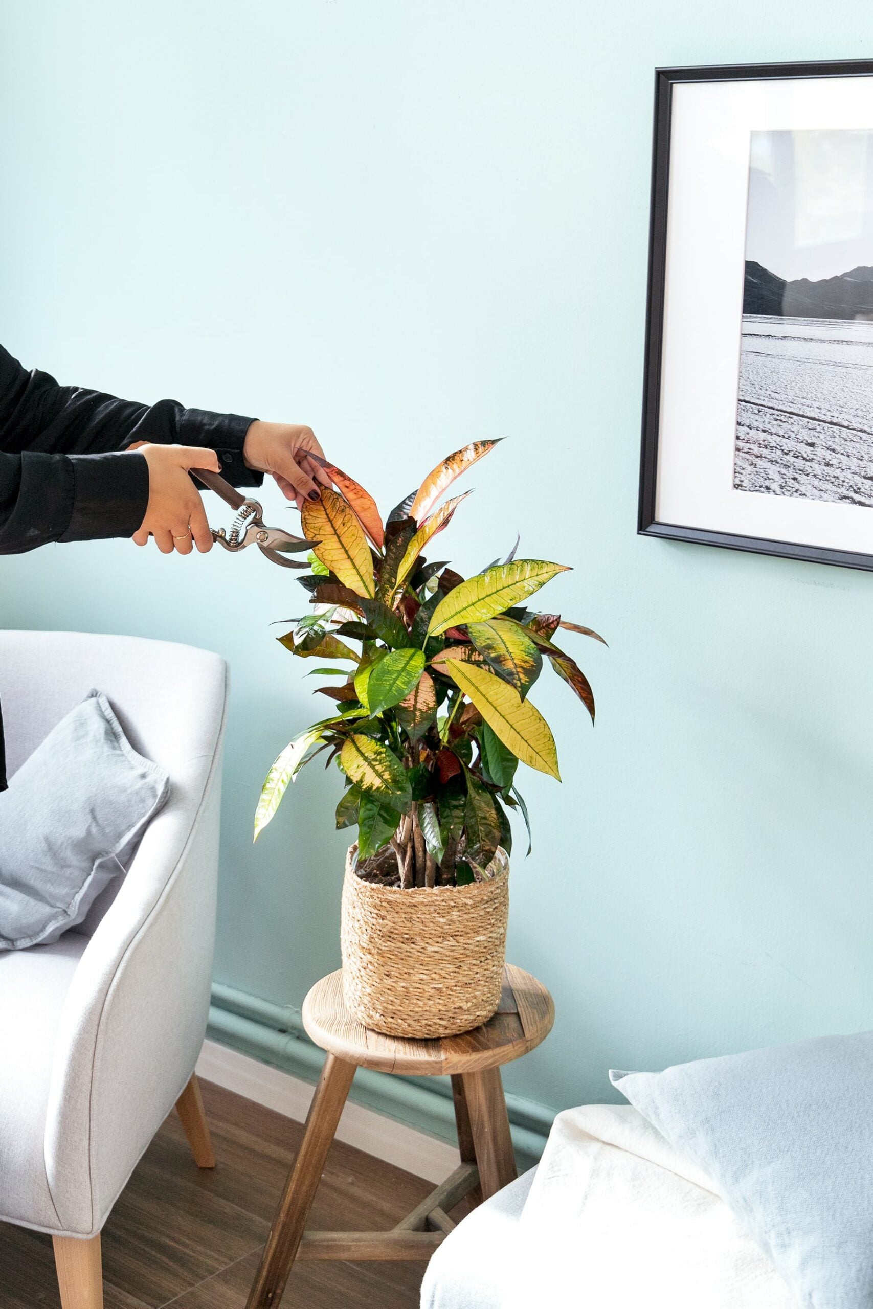 croton codiaeum variegatum