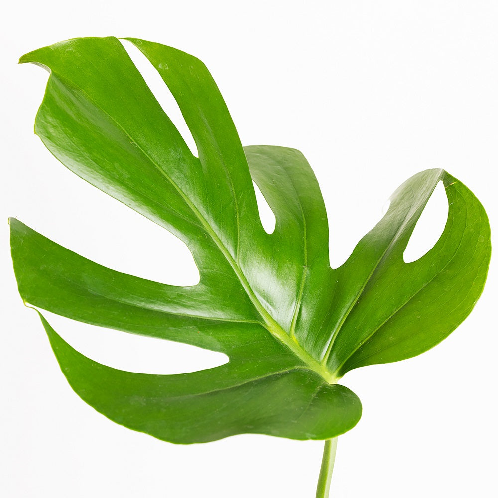 costilla de adán hoja