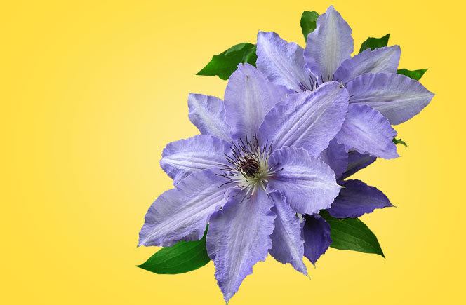 Malva Sylvestris, la flor medicinal