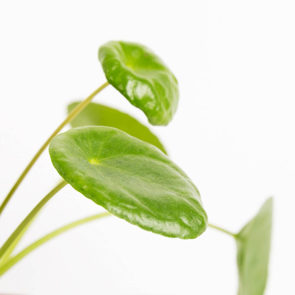 Hojas de la planta del dinero