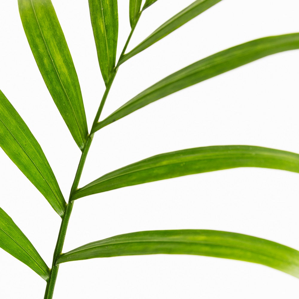 fondos de pantalla de plantas