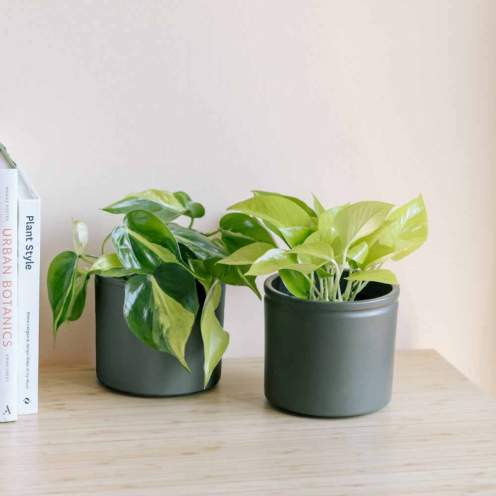 Neon Pothos y el Philodendron Brazil colvin