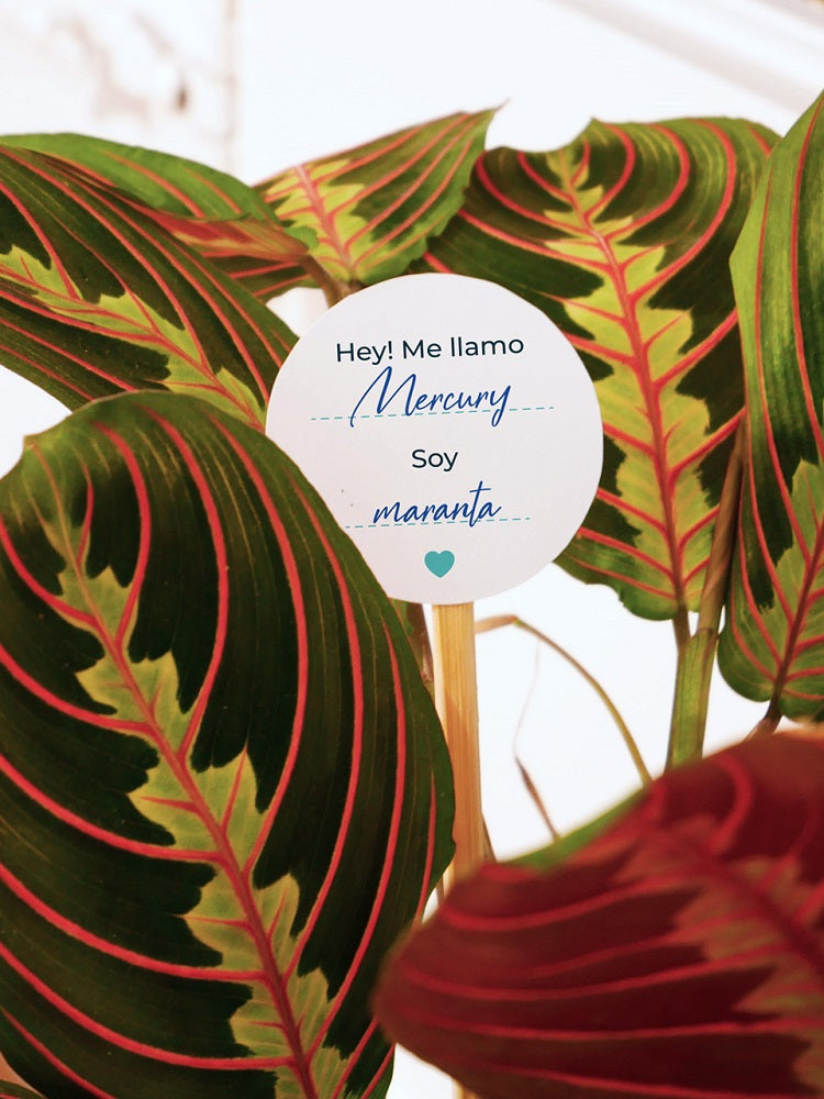 etiquetas para plantas