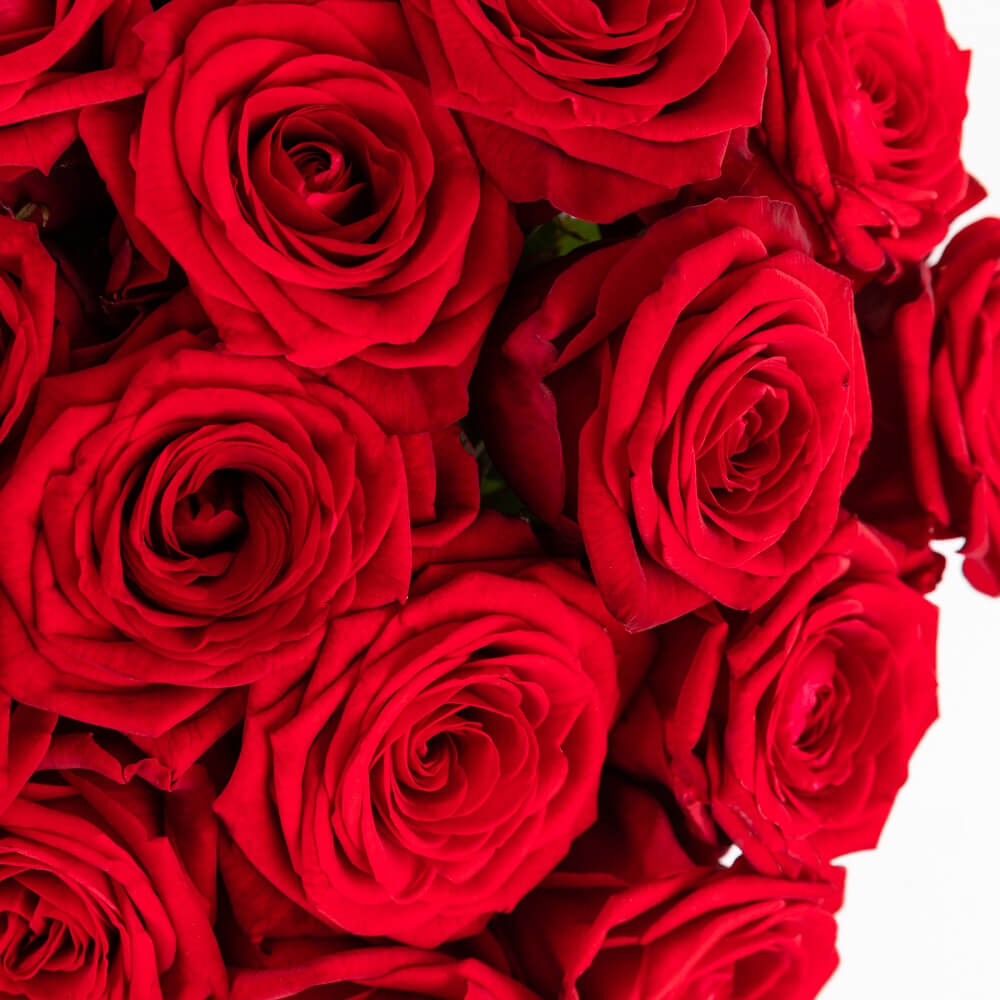 pétalos de rosa rojos