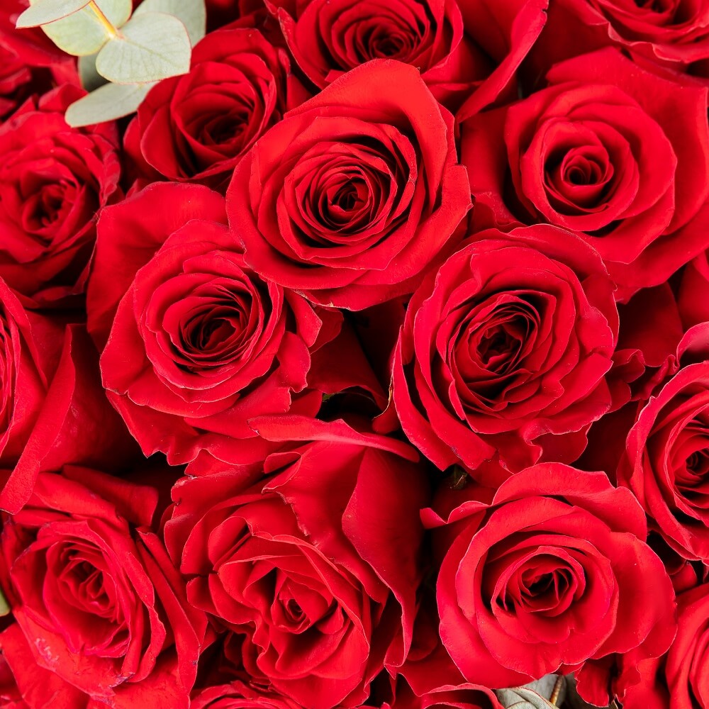 Conoce a la Colección de San Valentín