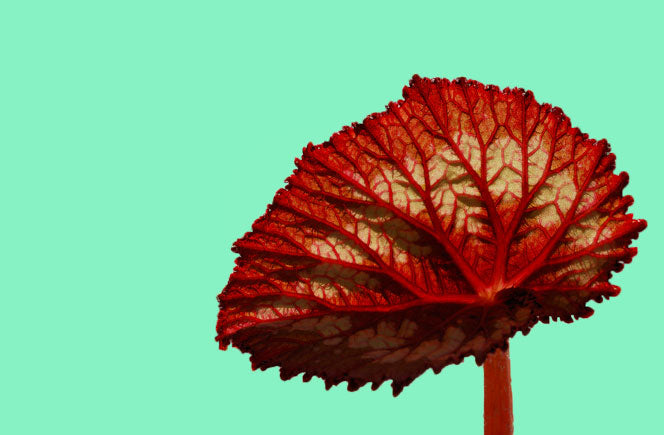 Begonia Rex, la planta de los mil colores