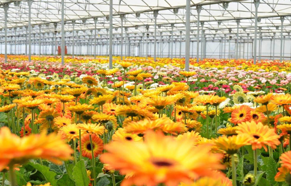 ¿De dónde vienen nuestras flores?