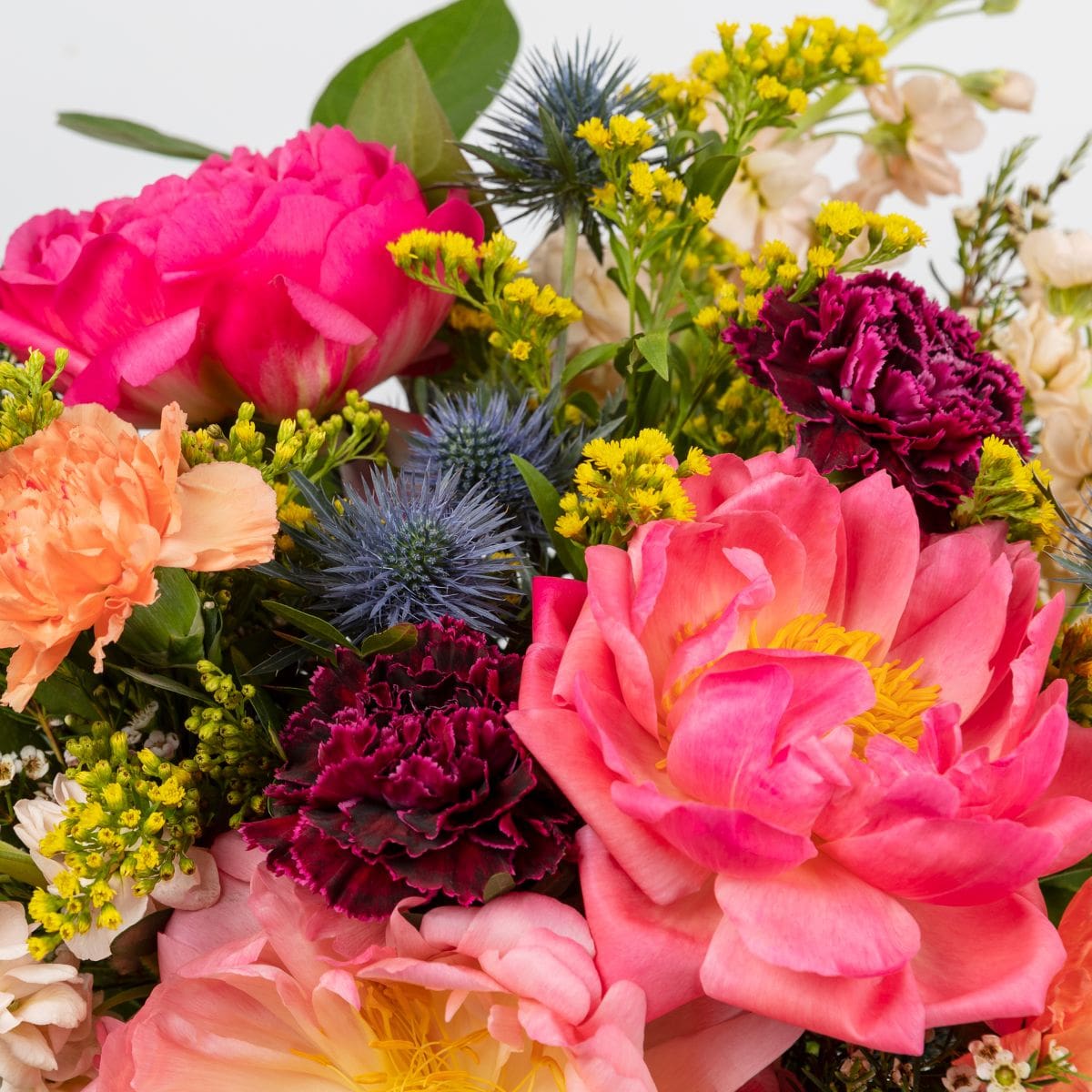 colección de peonías