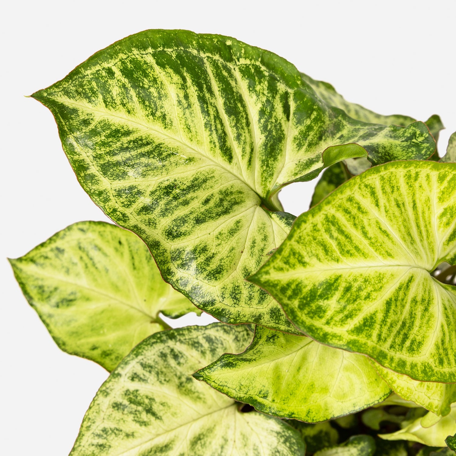 cuidados del syngonium