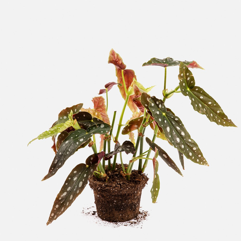 tierras para plantas colvin