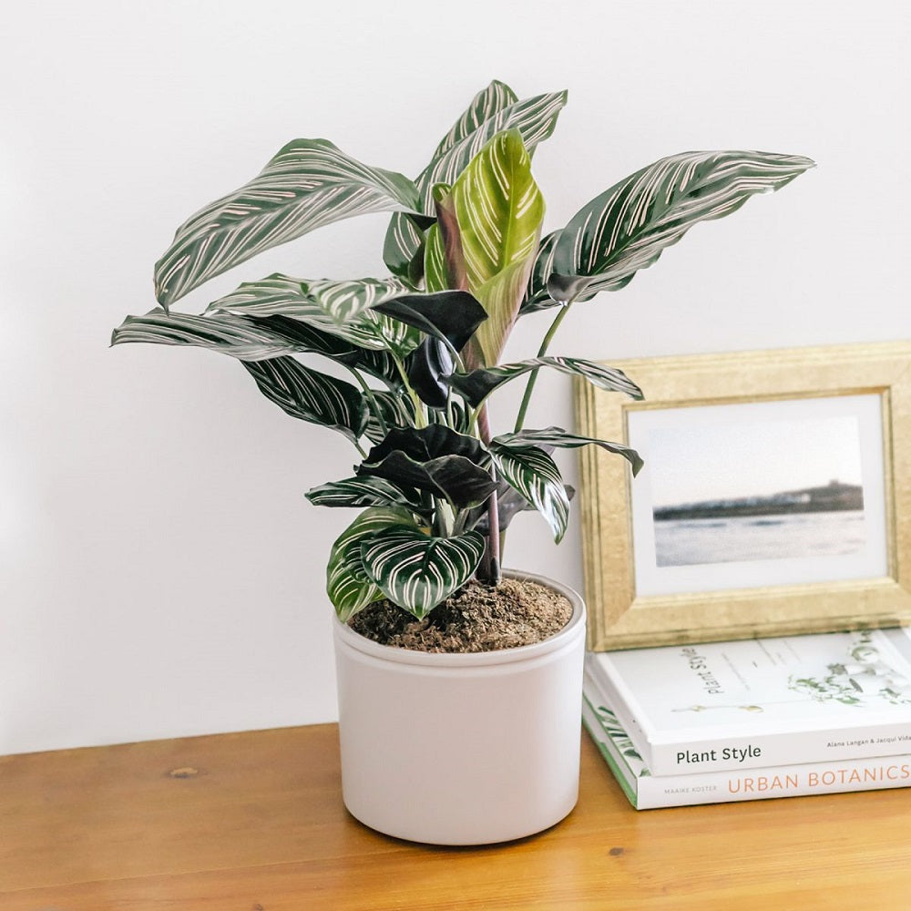 calathea ornata planta