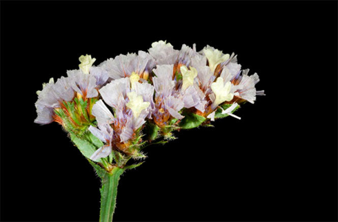Limonium, la flor ornamental