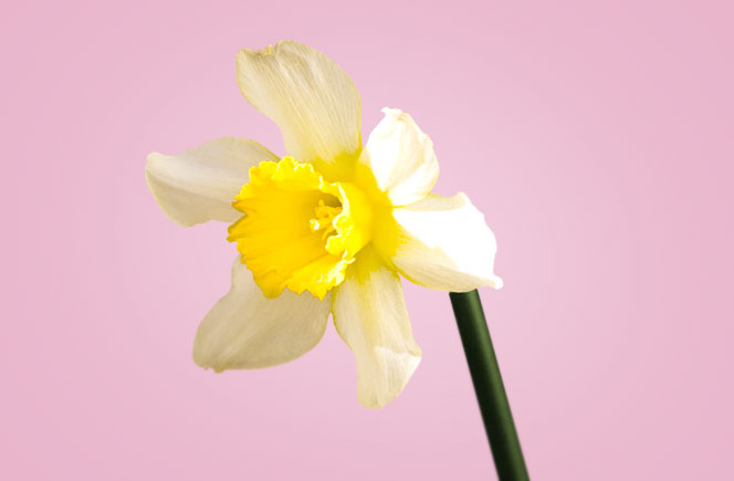 Narcisos Como Cuidar Maceta