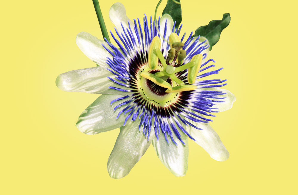 Flor de la pasion - Passiflora