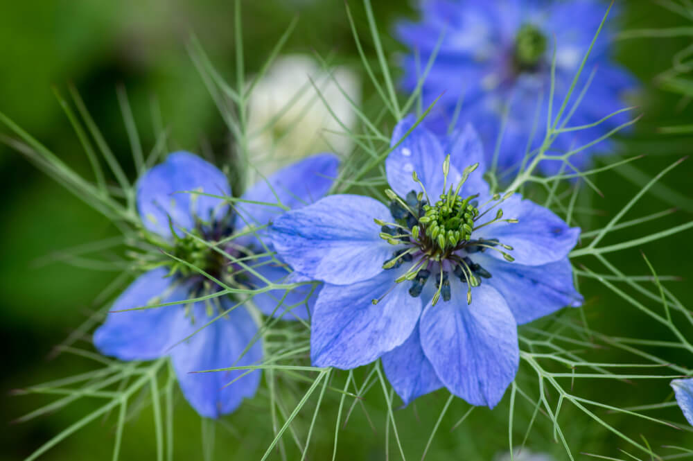 nigella flores