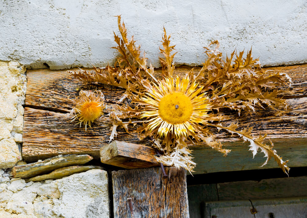 flor seca eguzkilore