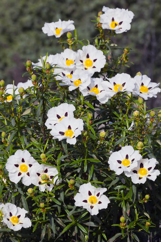 cistus ladanifer conjunto